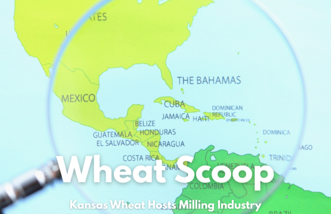 Wheat Scoop - Latin American millers. 
