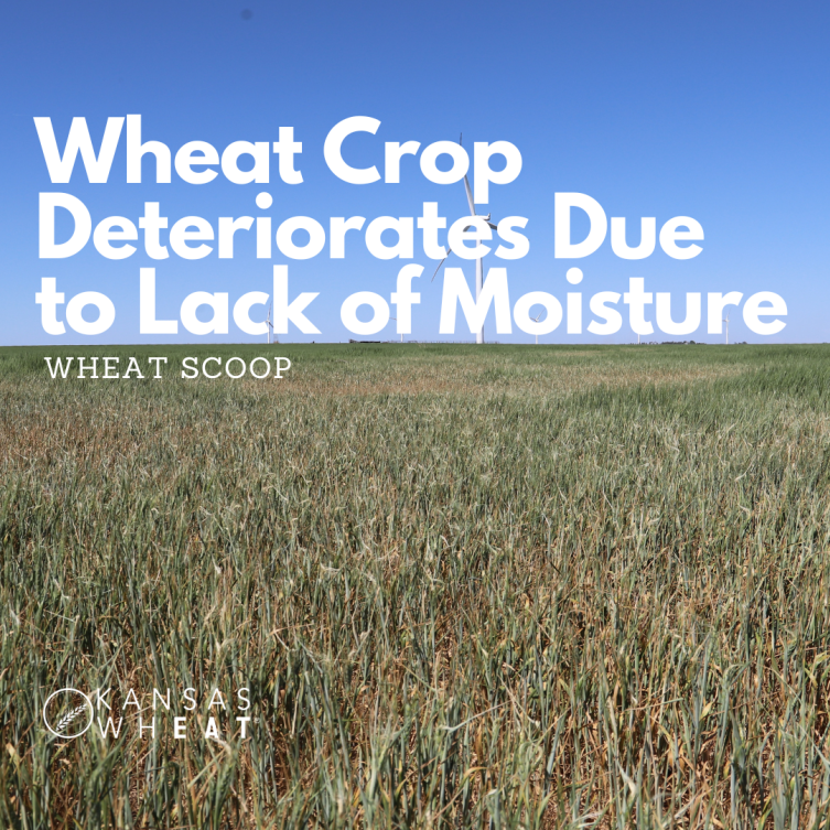 Wheat Scoop: Wheat Crop Deteriorates Due to Lack of Moisture.