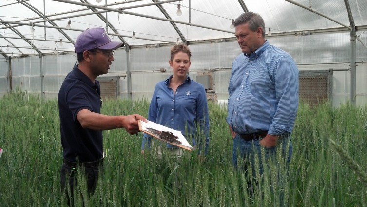 Dr. Guorong Zhang, Tess Brensing and Dave Green tour the hard white wheat greenhouse at K-State Ag Research Center in Hays.