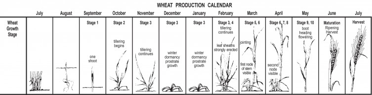 Image: Wheat production calendar.