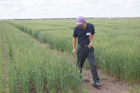 This part of the research station featured lines in yield trials. Zhang is checking the plots for signs of disease. 