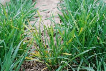Photo of Wheat Streak Mosaic Virus taken by Erick DeWolf, K-State Research and Extension.