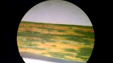 Close up under a microscope of wheat streak mosaic. Photo by Jeanne Falk Jones, K-State Agronomist