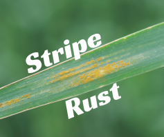 Kansas Wheat, Stripe Rust