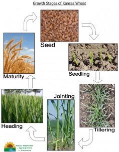 Image: Growth Stages of Kansas Wheat.