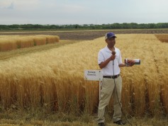 Dr. Guorong Zhang leads a wheat variety tour in Hays, Kansas.