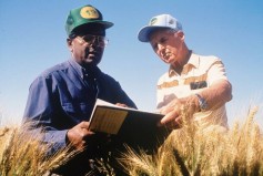 Photo: Dr. Rajaram and Dr. Borlaug working in wheat fields in Mexico.  Credit: Gene Hettel