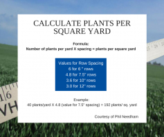 Calculate plants per square yard