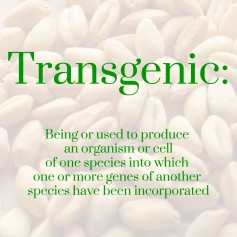 Transgenic: being or used to produce an organism or cell of one species into which one or more genes of another species have been incorporated. 
