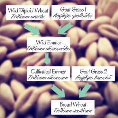 Wheat's Family Tree.