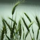 virus-resistant-wheat_1.jpg