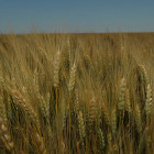 wheat-amber-field.jpg