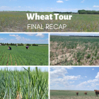Wheat Tour 2023 Recap