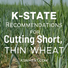 Cutting Short Thin Wheat