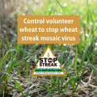 wheat scoop: Control volunteer wheat to stop wheat streak mosaic virus; information packets available