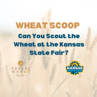 wheat scoop: Can you scout the wheat at the Kansas State Fair?