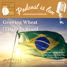 WOYM- Growing Wheat (Trigo) In Brazil