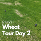 Image: Wheat Tour Day 2.