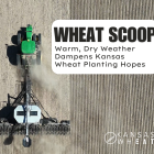 wheat scoop: Warm, Dry Weather Dampens Kansas Wheat Planting Hopes.