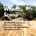 Wheat Scoop: Wheat RX.