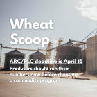 Wheat Scoop: ARC/PLC.