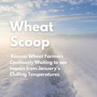 Wheat Scoop: freeze.