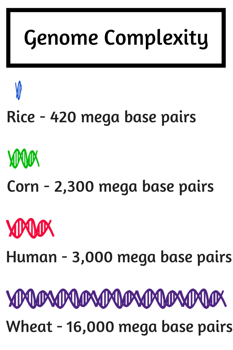 Image: Genome Complexity Infographic.