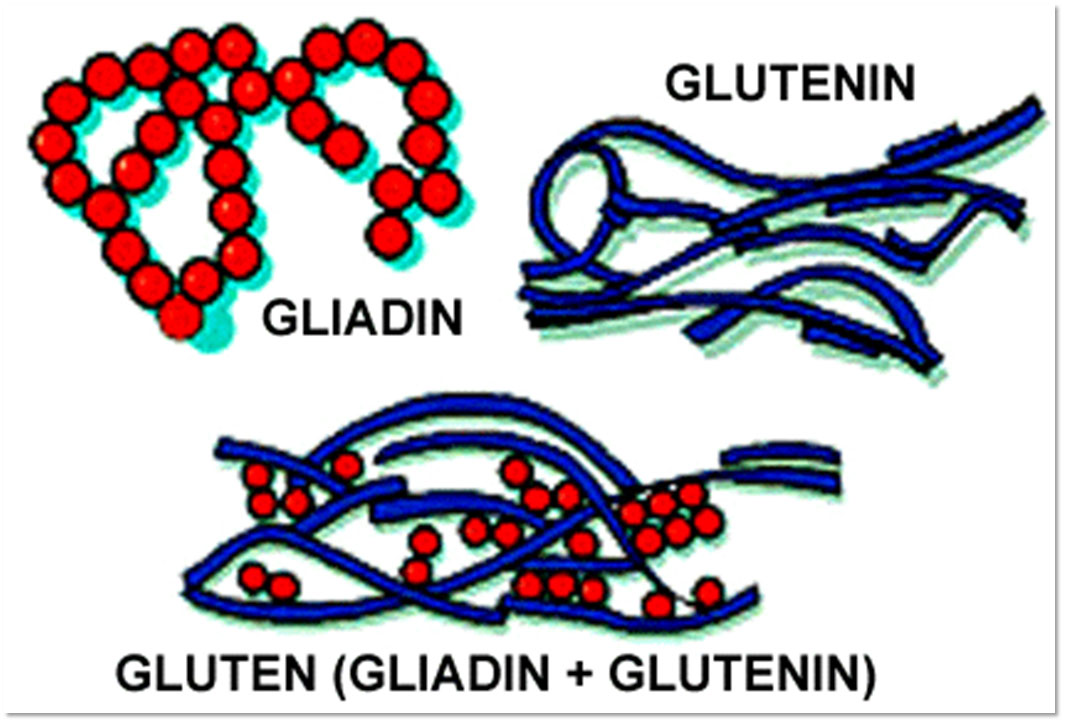 Image: Gluten (Gliadin + Glutenin)