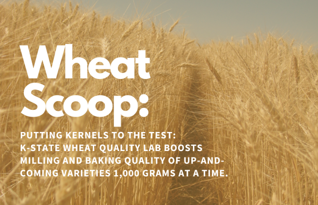 Wheat Scoop: Putting Kernels to the test.