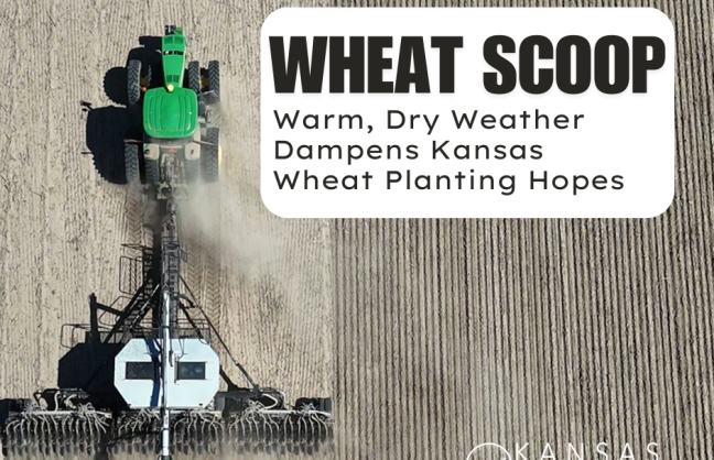 wheat scoop: Warm, Dry Weather Dampens Kansas Wheat Planting Hopes.