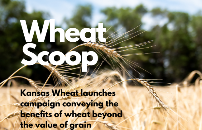 Wheat Scoop: Beyond the Grain.