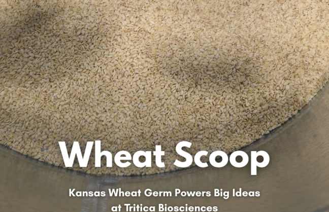 Wheat Scoop - Tritica (Facebook Post)