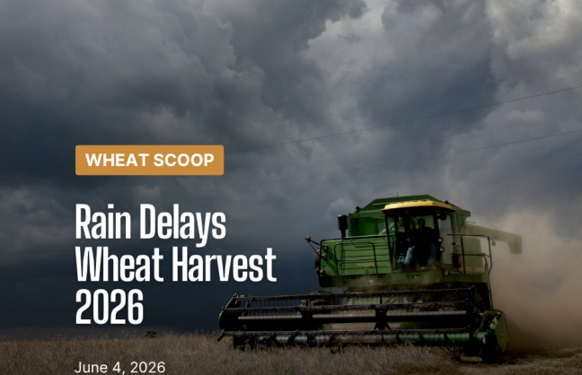 Rain Delays Wheat Harvest 2026 (Facebook Post).png