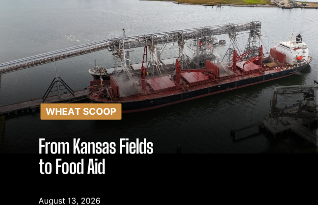 Wheat Scoop: Ks Fields to Food Aid