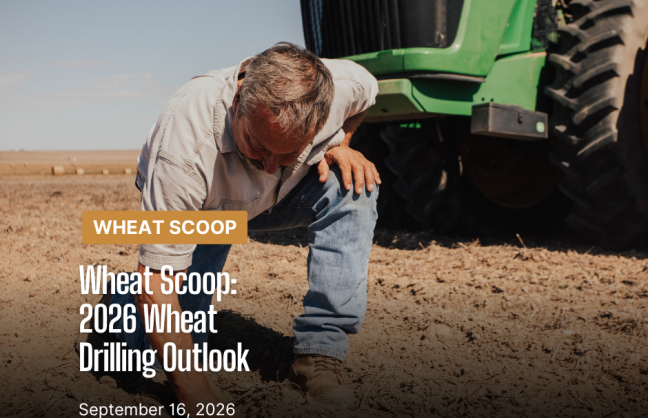 Wheat Scoop 91626