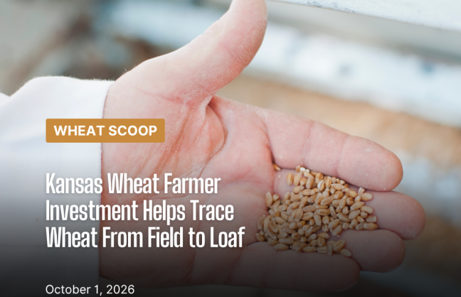 Hand holding wheat 