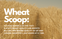 Wheat Scoop: Putting Kernels to the test.