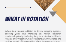 Wheat in rotation.