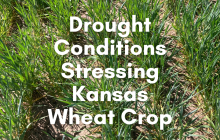Image: Drought Conditions Stressing Kansas Wheat Crop.
