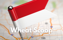 Wheat Scoop: Indonesia 