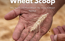 Copy of Wheat Scoop - custom harvester (Facebook Post).png