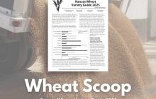 Wheat Scoop: Kansas Wheat Variety Guide 2025