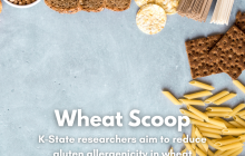 Wheat Scoop - Gluten Research (Facebook Post).png