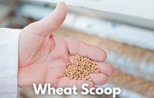 Wheat Scoop - (Facebook Post).png