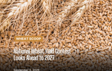 Wheat Scoop - wheat yield contest