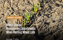 Wheat Scoop 10726