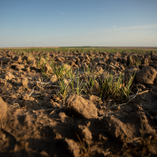 No-till farmers have had to chisel the soil to bring up clods to hold the topsoil in place.