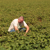 Photo: Doug Keesling inspects a field of sweet potatoes southwest of Havana, Cuba.