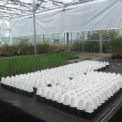 Inside the greenhouse.