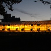 Glow from the greenhouses.